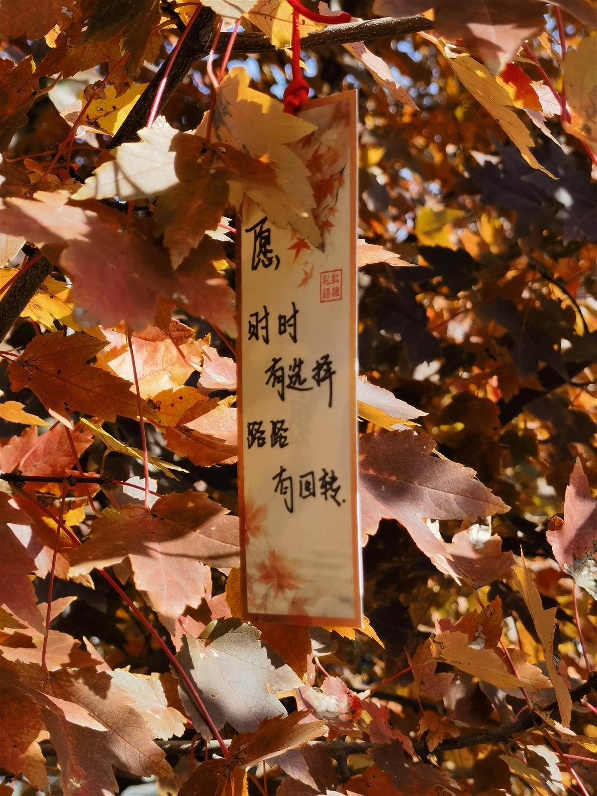 红枫私语道情思，在文华学院红枫文化节邂逅秋日浪漫