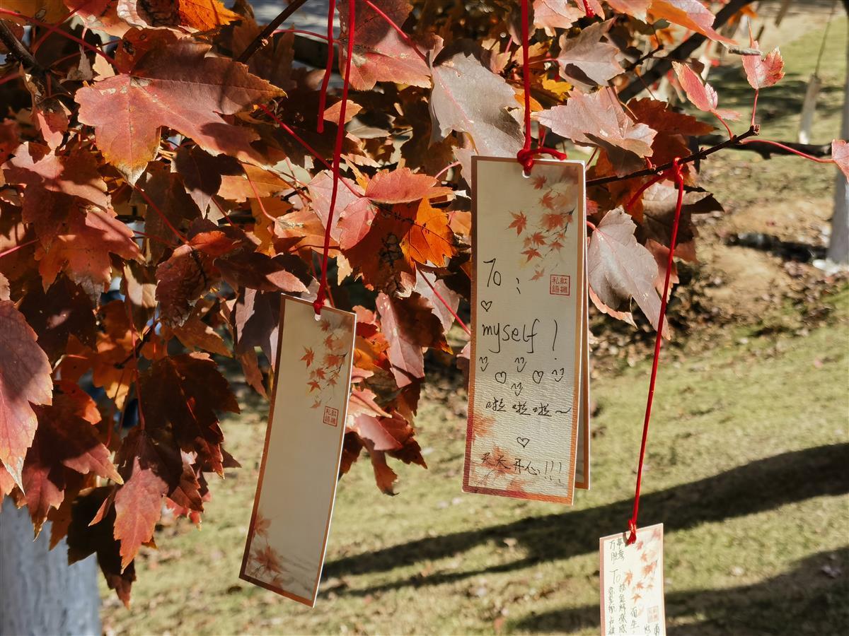 红枫私语道情思，在文华学院红枫文化节邂逅秋日浪漫